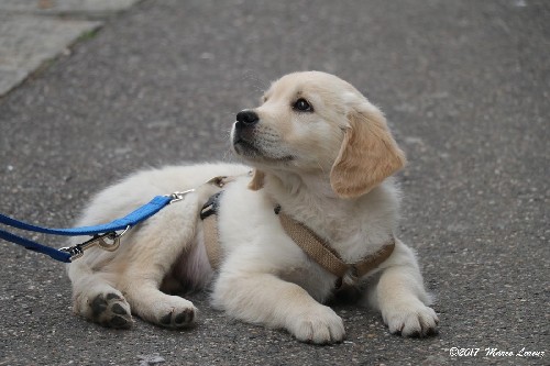 CUCCIOLI A TORINO